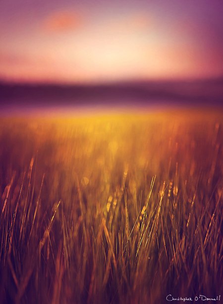 christopher-odonnell_stillness_of_summer.jpg