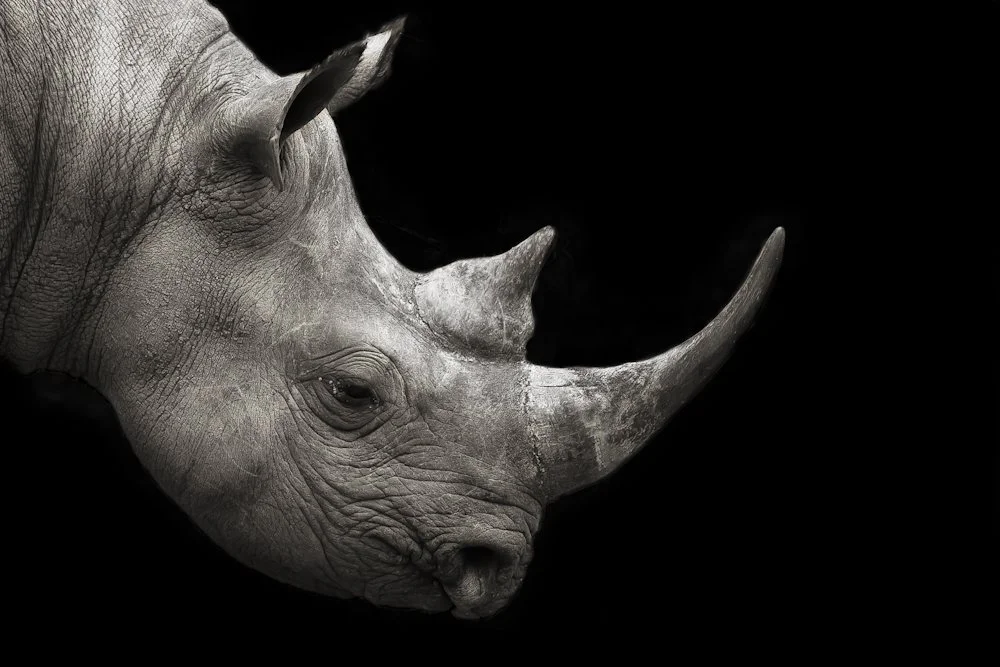 In Search Of The Perfect Moment in Africa by Mario Moreno Photography