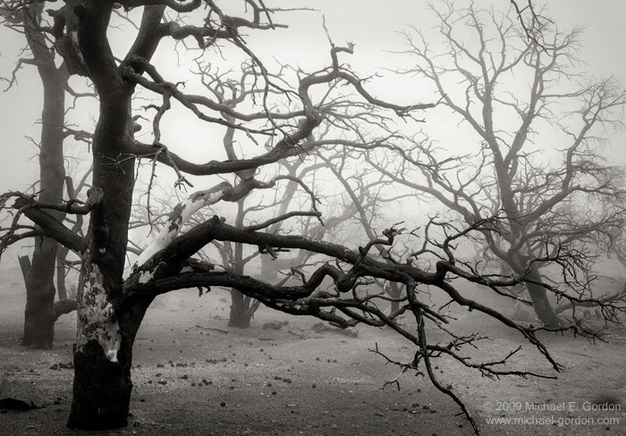 michael-e-gordon_burned-pinyon-pines-in-fog.jpg