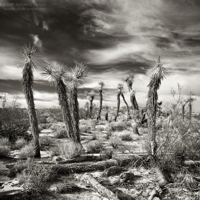 michael-e-gordon_joshua-trees-indian-summer-sky.jpg