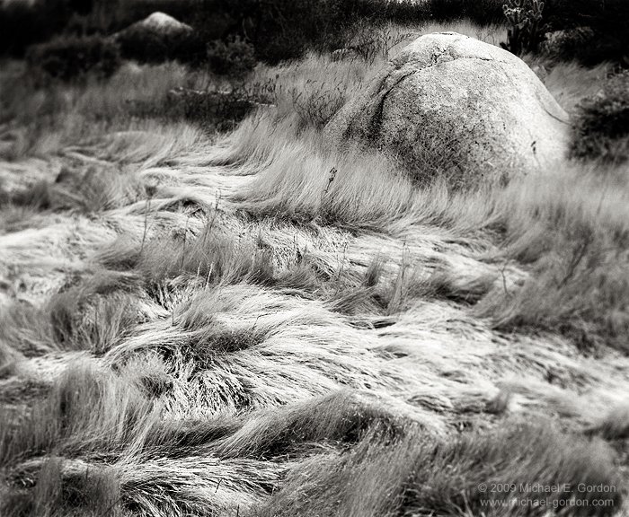michael-e-gordon_windblown-grass.jpg