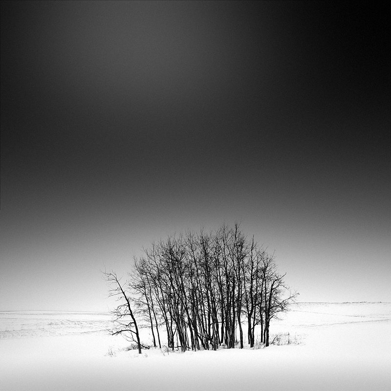 16-olivier-du-tre_trees-in-snow-2.jpg