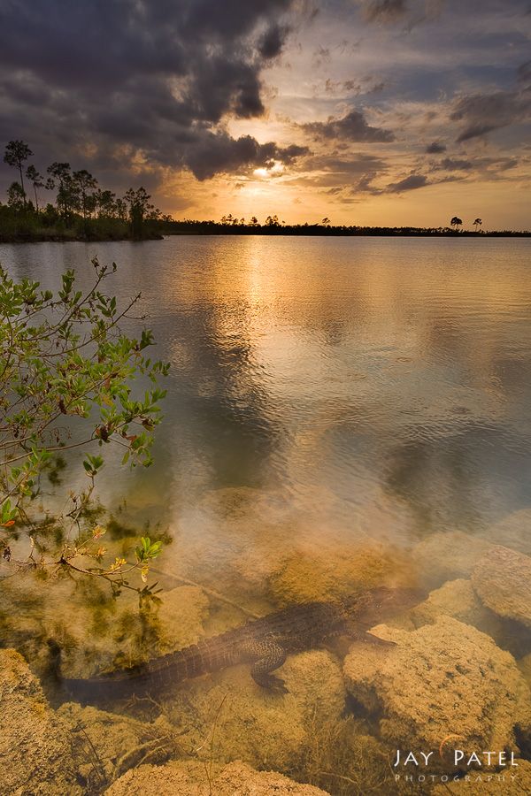 jay-patel_essence-of-the-everglades.jpg