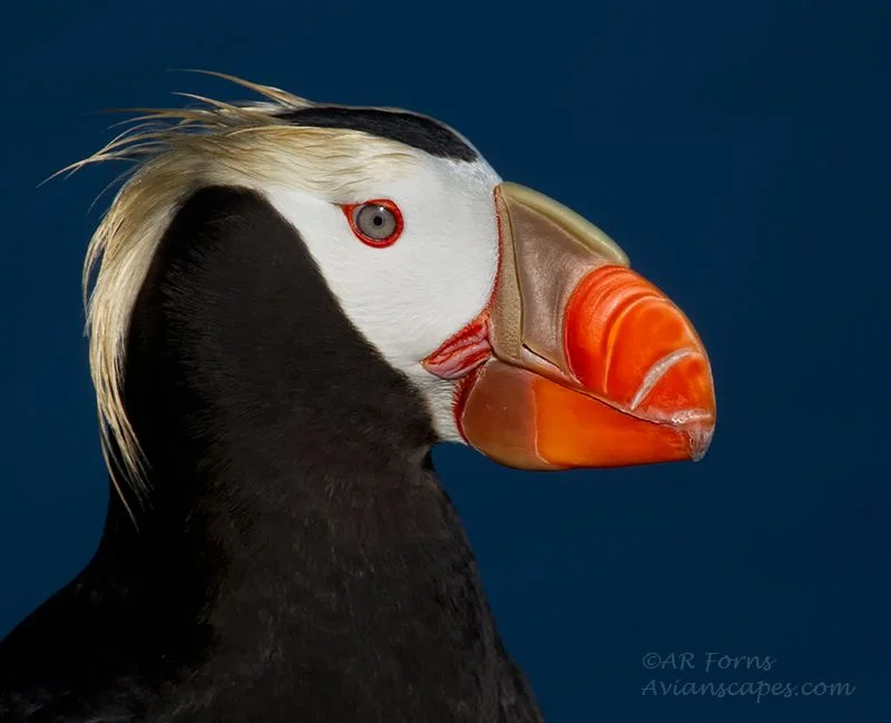 25 Adorable Examples of Avian Photography by Alfred Forns