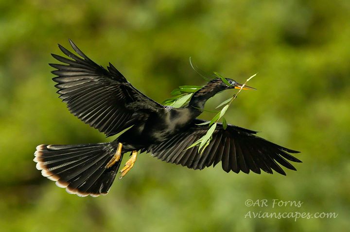 alfred-forns_anhinga-branch-full.jpg