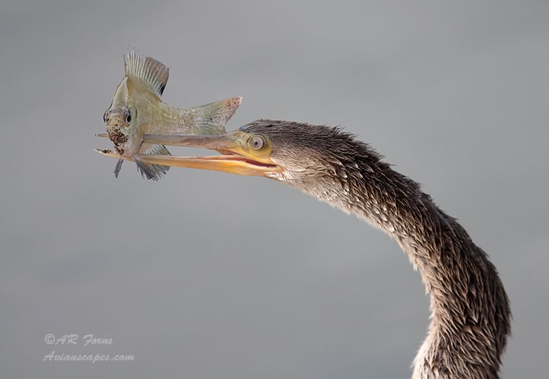 alfred-forns_anhinga-fish-catch.jpg