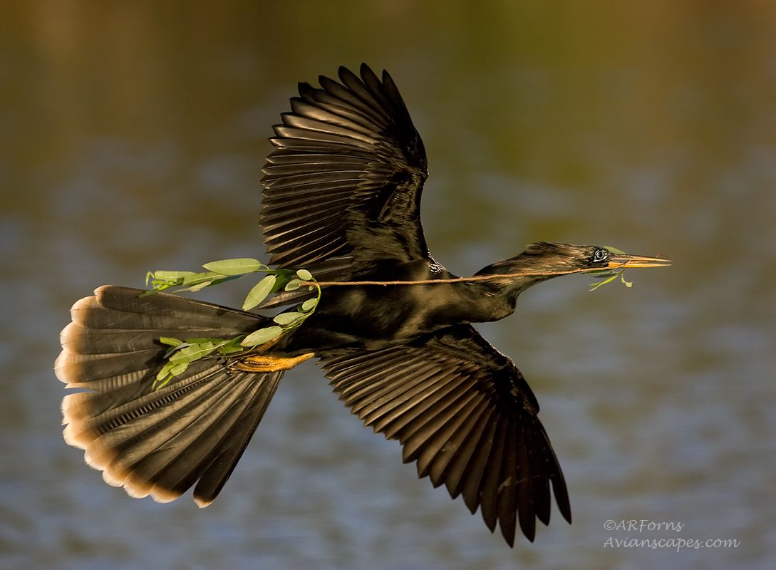 alfred-forns_anhinga-branch-light.jpg