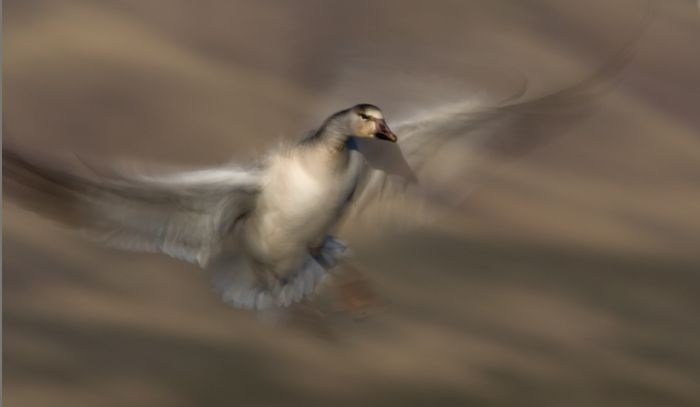 alfred-forns_bosque-goose.jpg