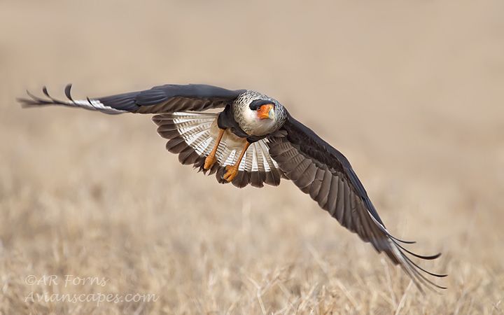 alfred-forns_caracara-up.jpg