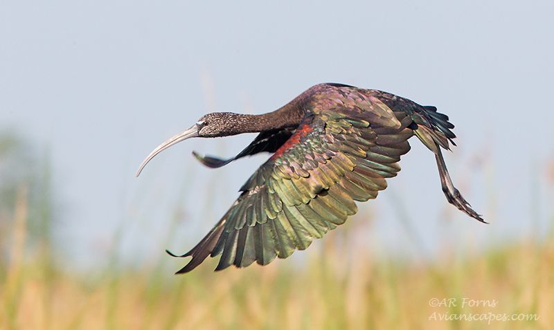 alfred-forns_glossy-ibis-flight.jpg