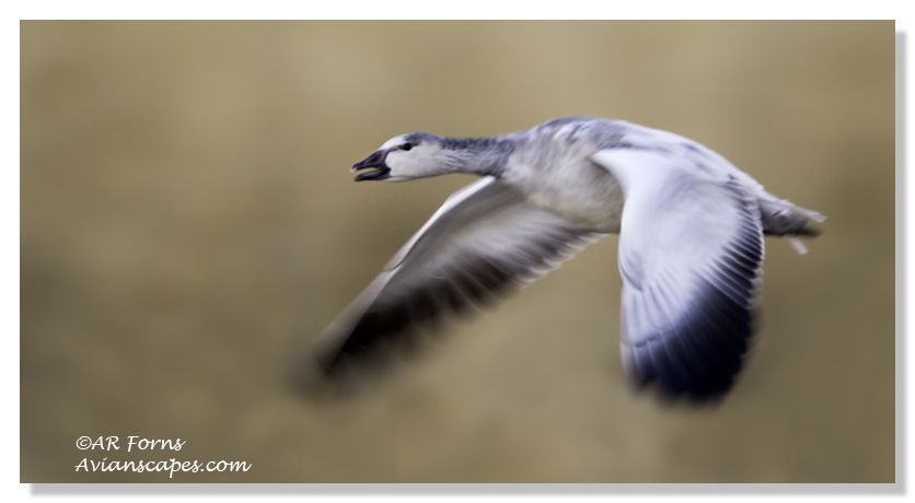 alfred-forns_goose-blur.jpg