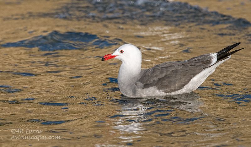 alfred-forns_gull-color-cliff.jpg