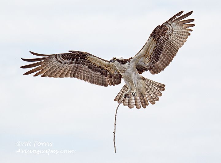 alfred-forns_osprey-female.jpg