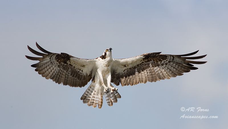 alfred-forns_osprey-landing.jpg