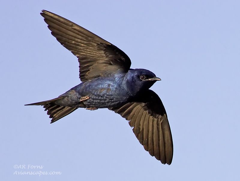 alfred-forns_purple-martin.jpg