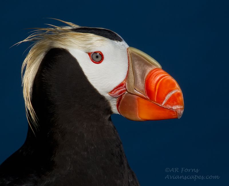 alfred-forns_tufted-puffin.jpg