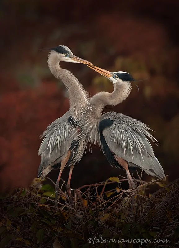 Bird Photography off the Beaten Path by Fabiola Forns