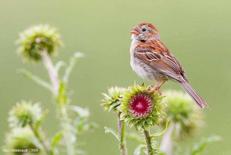 axel-hildebrandt_field-sparrow.jpg