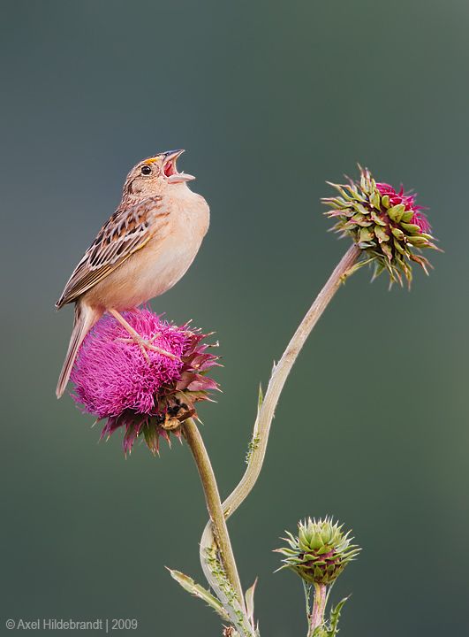 axel-hildebrandt_grasshopper-sparrow.jpg
