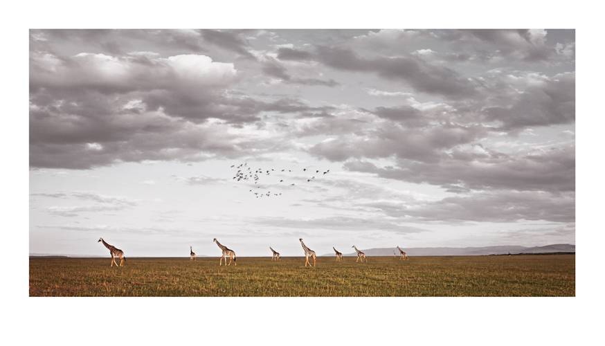 giraffa-camelopardalis_african-vista-by-klaus-tiedge.jpg