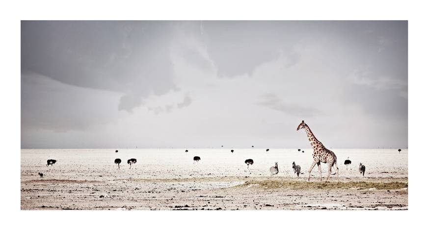 giraffa-camelopardalis_harmony-by-klaus-tiedge.jpg