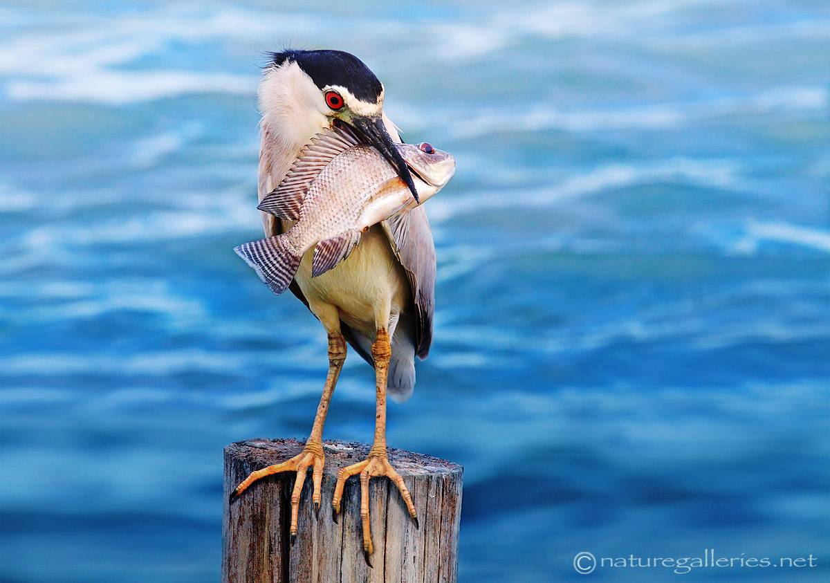 sompob-sasi-smit_bird.jpg