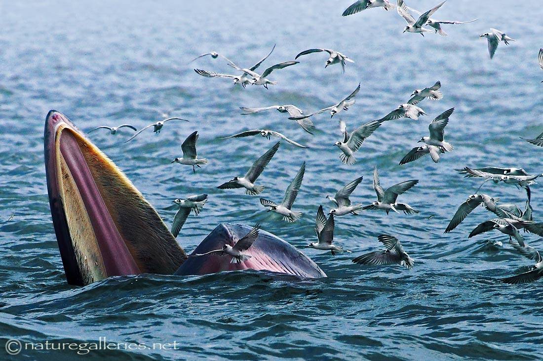 sompob-sasi-smit_bryde-whale.jpg