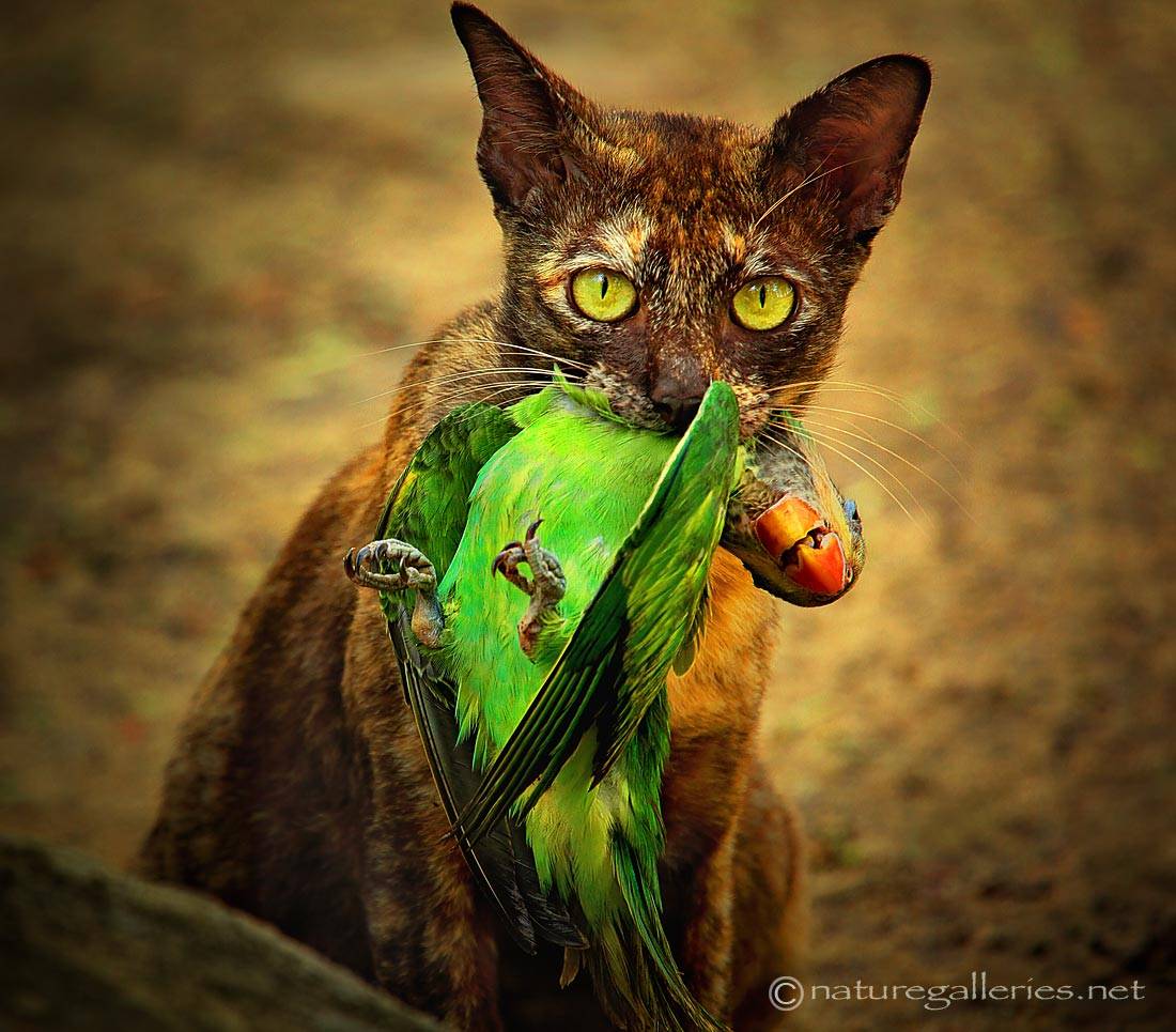 sompob-sasi-smit_cat-and-bird.jpg