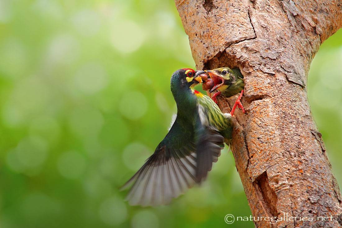 sompob-sasi-smit_feeding.jpg