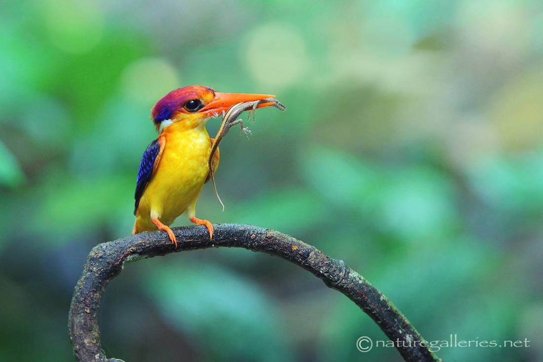 sompob-sasi-smit_kingfisher.jpg