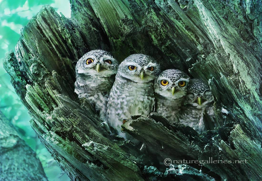 sompob-sasi-smit_spotted-owlet-family.jpg