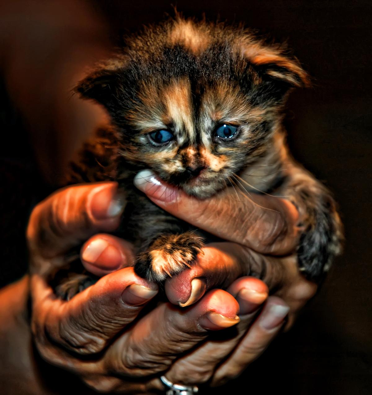 in-tender-hands-by-jeff-clow.jpg
