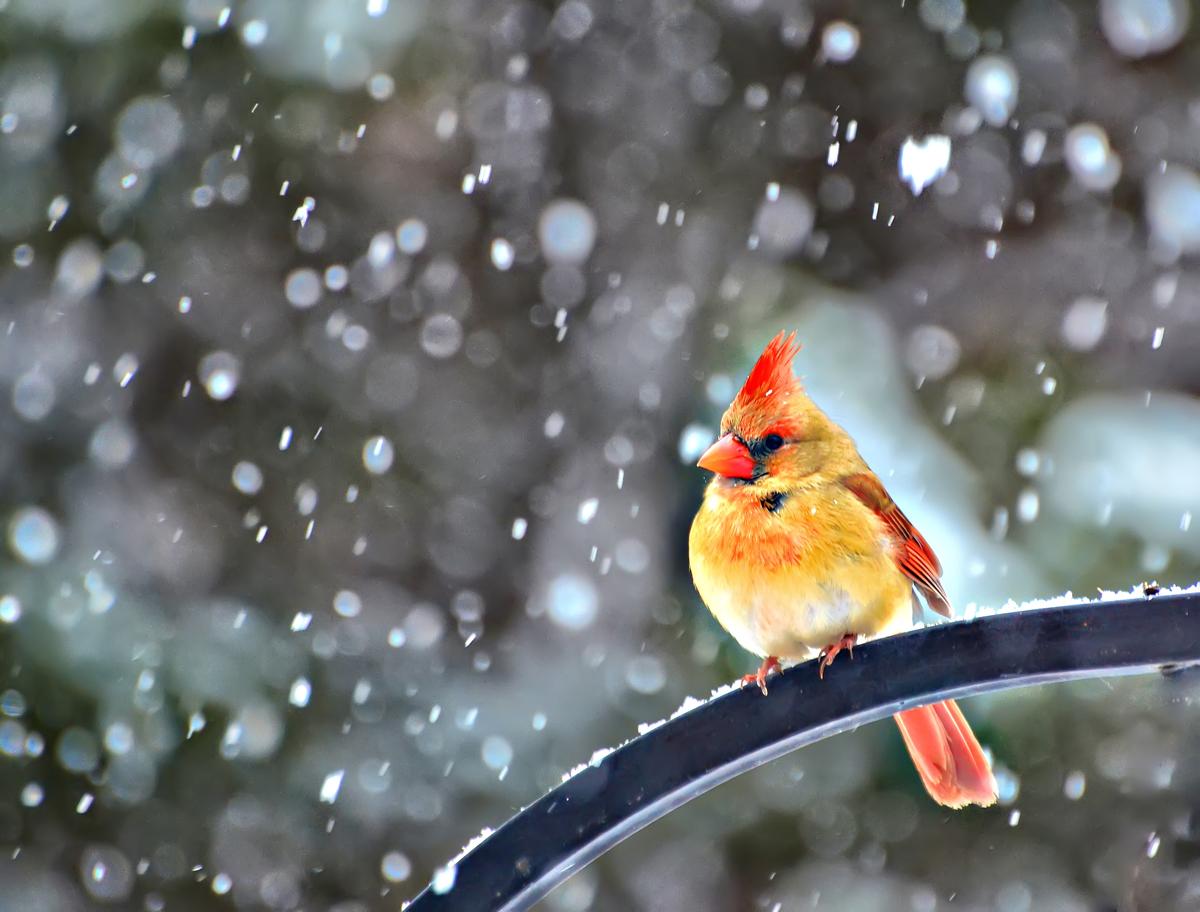 snowbird-by-jeff-clow.jpg