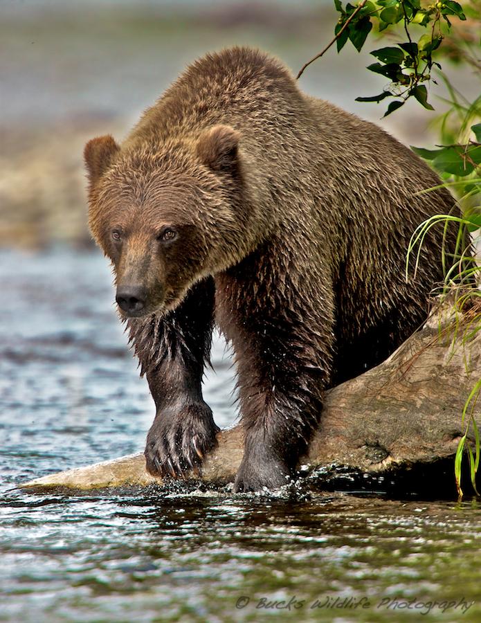 buck-shreck-14.jpg