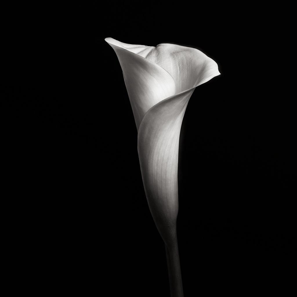 joel-tjintjelaar-calla-ii.jpg