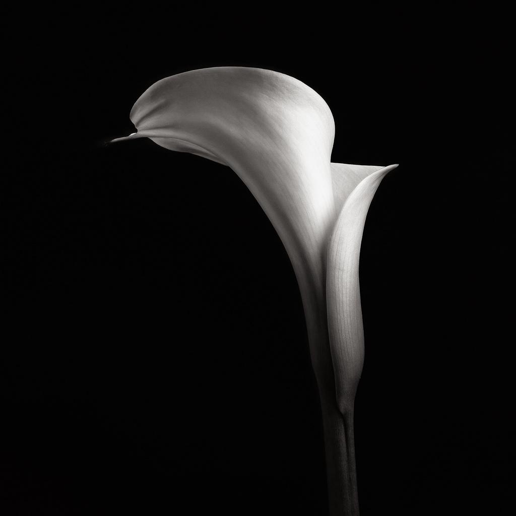 joel-tjintjelaar-calla-vii.jpg