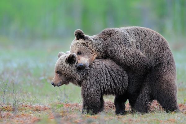 werner-bollmann-brown_bears.jpg