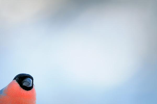 werner-bollmann-bullfinch.jpg