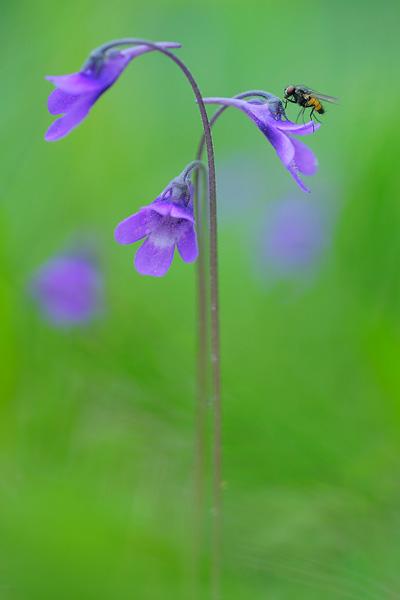 werner-bollmann-common_butterwort.jpg