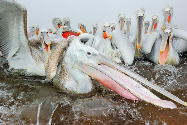 werner-bollmann-dalmatian_pelicans.jpg