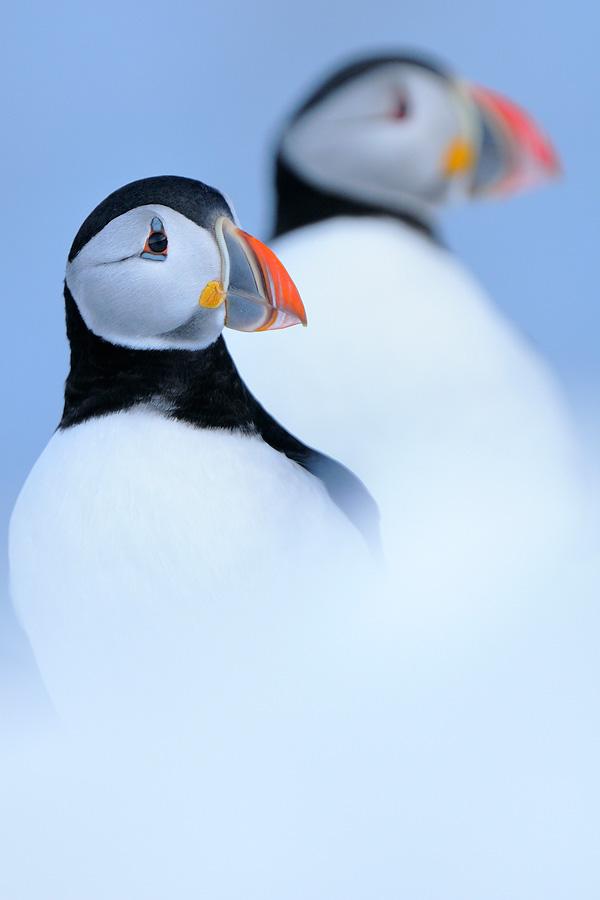 werner-bollmann-k1_clowns_in_the_snow_600.jpg