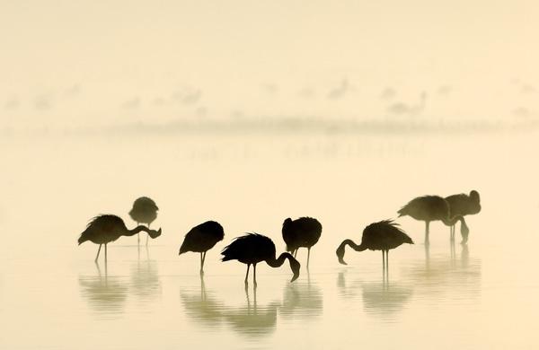 werner-bollmann-lesser_flamingoes.jpg