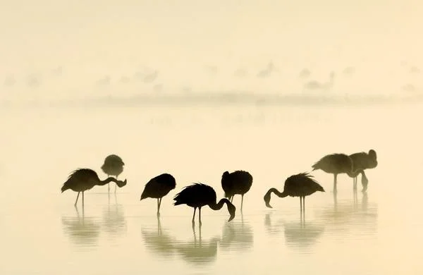 werner-bollmann-lesser_flamingoes.jpg