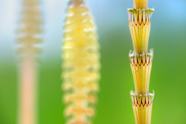 werner-bollmann-meadow_horsetail.jpg