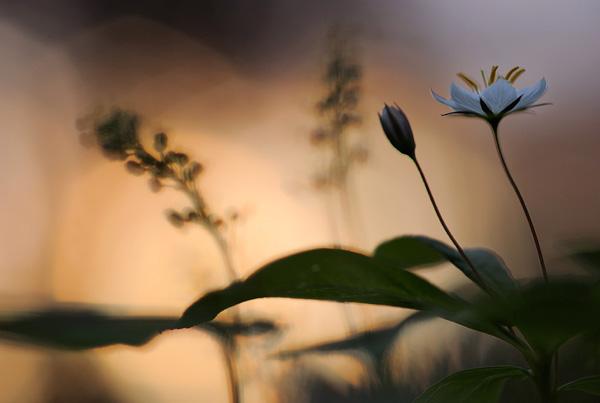 werner-bollmann-starflower.jpg
