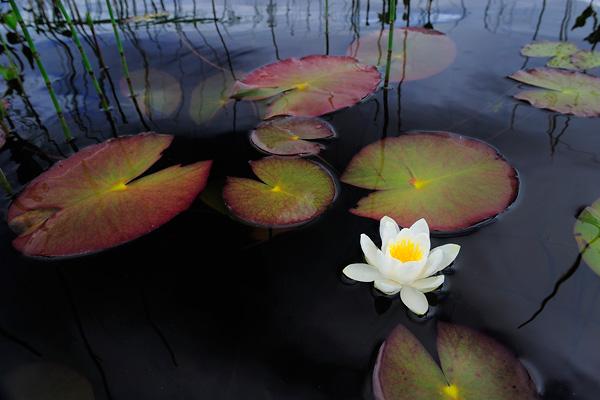 werner-bollmann-water_lily.jpg