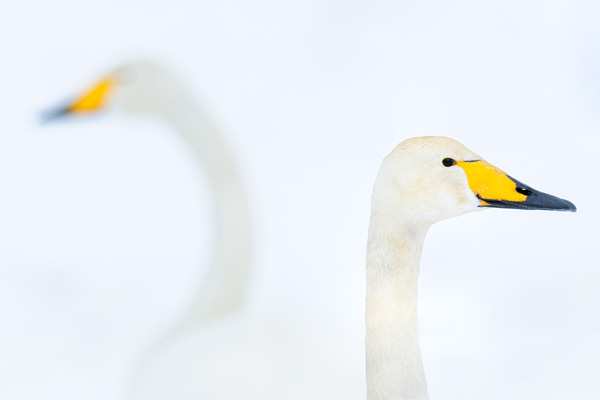 werner-bollmann-whooper_swans.jpg
