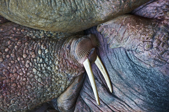 golden-turtle-6.jpg