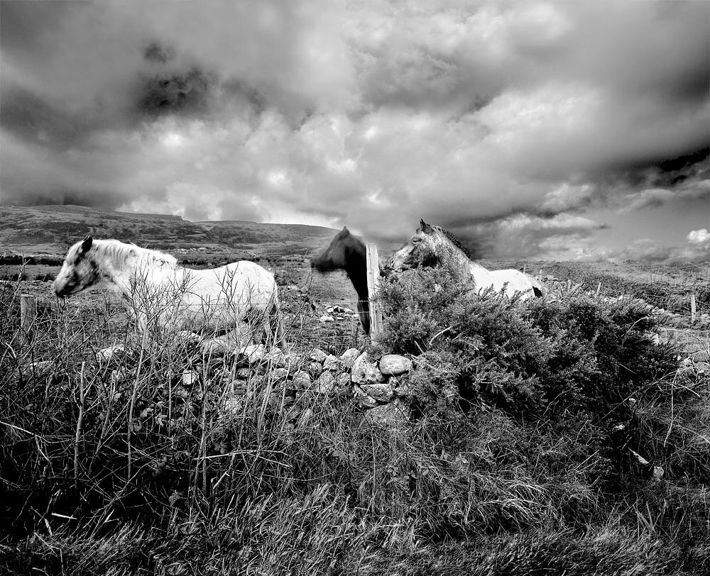enda-cavanagh-16.jpg