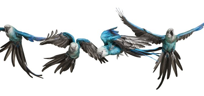 andrew-zuckerman-birds-1.jpg